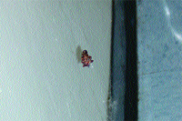 By: Hanif Gulmahamad