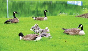 By: Dr. Philip Whitford