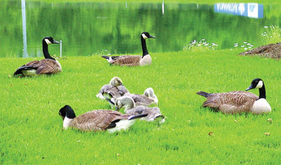 By: Dr. Philip Whitford