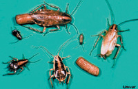 Photos courtesy of UNIVAR USA