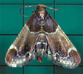 By: Gerry Wegner Ph.D