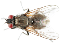 By: Stuart Mitchell