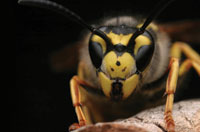 By: Gerry Wegner Ph.D