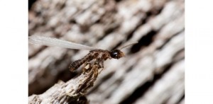 Photo courtesy of, and copyrighted by, Gene White, pmimages@earthlink.net