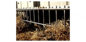 photo: www.wildlifecontrolsupplies.com