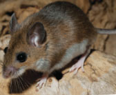 Photo courtesy of, and copyrighted by, Gene White, pmimages@earthlink.net