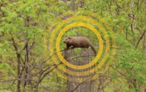 Photo courtesy of, and copyrighted by, Gene White, pmimages@earthlink.net