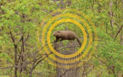 Photo courtesy of, and copyrighted by, Gene White, pmimages@earthlink.net