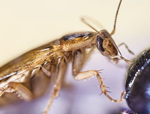 German cockroach Photo: Erik Karits/shutterstock.com
