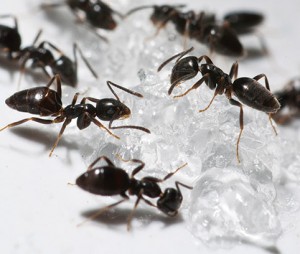 Photo courtesy of, and copyrighted by, Gene White, pmimages@earthlink.net