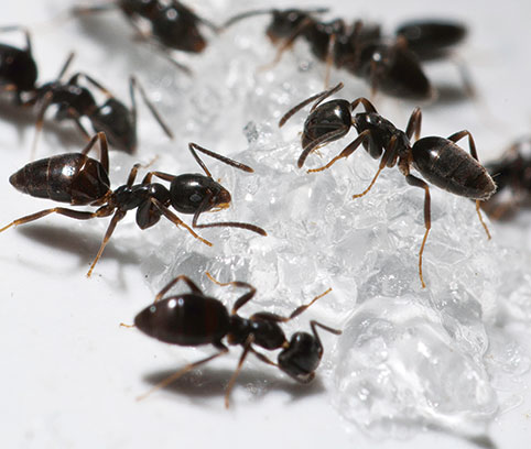 Photo courtesy of, and copyrighted by, Gene White, pmimages@earthlink.net