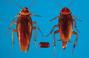 Photo courtesy of, and copyrighted by, Gene White, pmimages@earthlink.net