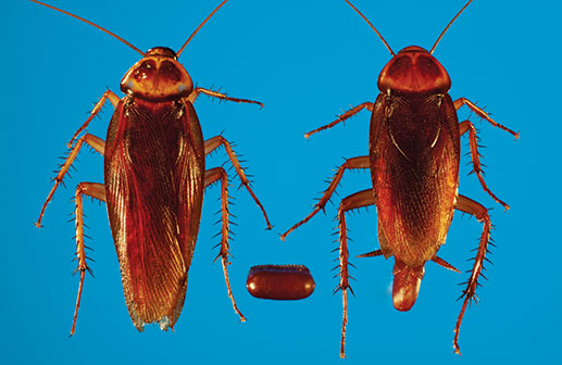 Photo courtesy of, and copyrighted by, Gene White, pmimages@earthlink.net