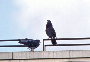 pigeons