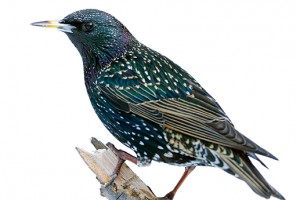 Starling