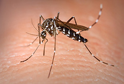 Tiger Mosquito