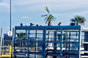 Photo: Jeff McGovern