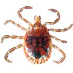 http://www.tickencounter.org/tick_identification/lone_star_tick