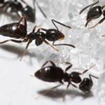 Odorous house ants Photo courtesy of, and copyrighted by, Gene White, pmimages@earthlink.net