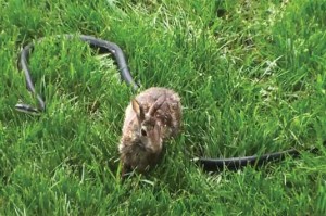 Rabbit vs. Snake