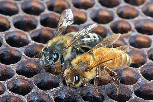 Photo: Scott Bauer, USDA Agricultural Research Service, Bugwood.org