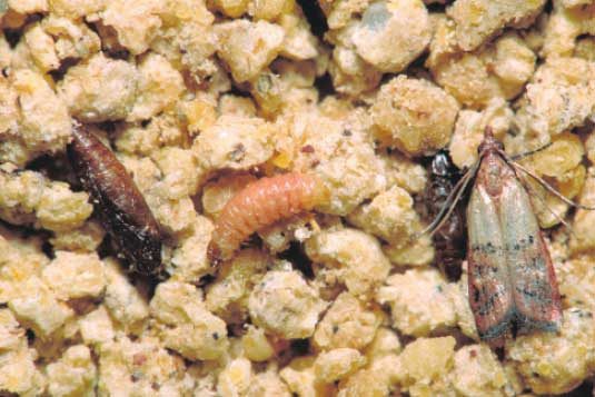 Photo courtesy of, and copyrighted by, Gene White, pmimages@earthlink.net