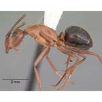 Camponotus floridanus