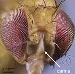 Drosophila gentica. PHOTO: Dr. David Grimaldi, American Natural History Museum