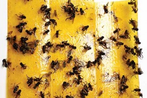 A sticky trap allows for continuous monitoring. ©istock.com/Antagain