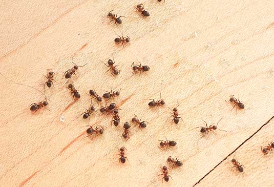 Ants. Photo: ©istock.com/Stephan Zabel
