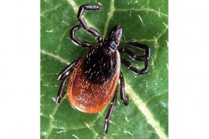 Adult deer tick. PHOTO: Scott Bauer/USDA ARS