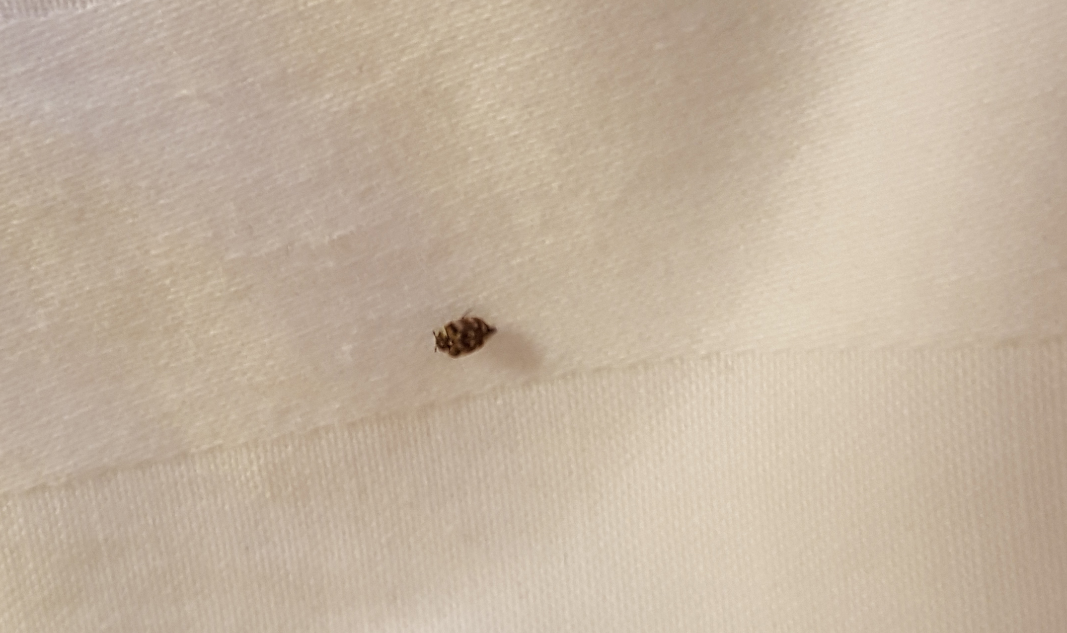 The insect I found crawling around the foot of my hotel room bed.