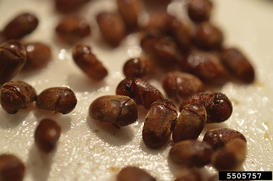 Photo: Brian Little, The University of Georgia, Bugwood.org