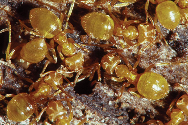 Photo courtesy of, and copyrighted by, Gene White, pmimages@earthlink.net