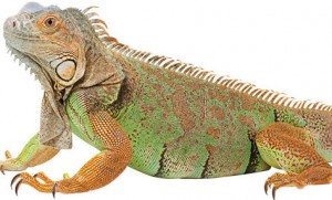 Photo: ©iStock.com/asbe