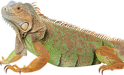 Photo: ©iStock.com/asbe