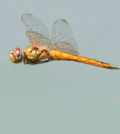 Photo: TexasEagle via Foter.com / CC BY-NC