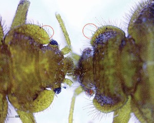 The bat bug (right) has longer fringe hairs on its pronotum than the bed bug (left).