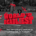 photo: Mosquito-Awareness.com