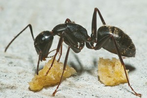 Photo courtesy of, and copyrighted by, Gene White, pmimages@earthlink.net