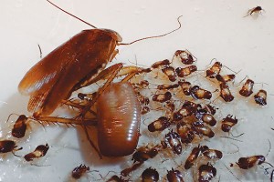 Cockroach monitors