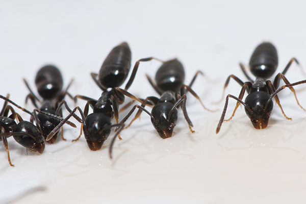 Photo courtesy of, and copyrighted by, Gene White, pmimages@earthlink.net