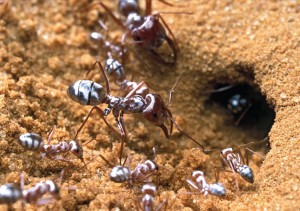 photo: Wallonia-Brussels Federation