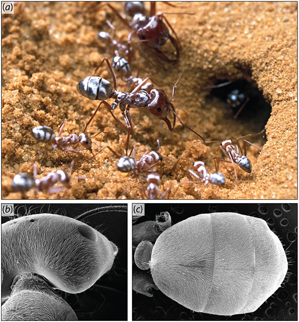 Fig 1. The silver ant Cataglyphis bombycina. Colonies contain a caste of spindly workers and a caste of soldiers with large heads and saber-shaped mandibles. (a) In full sunlight, workers and soldiers show a metallic sheen that justifies the vernacular name of the species. Photo copyright: P. Landmann. (b,c) The hairs covering the dorsal side of the workers’ head, thorax (b) and abdomen (c) follow the cuticle’s curvatures.