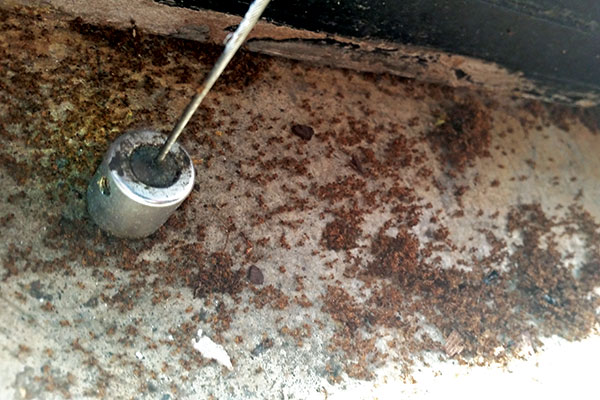 Evidence of a colony of tawny crazy ants in a South Louisiana neighborhood. Photo: Dugas Pest Control