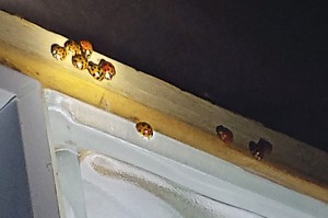 A cluster of dead multicolored Asian beetles prove easier to find than termite evidence. Photo: Will Nepper