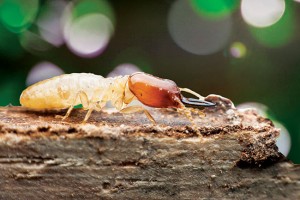 Photo: ©iStock.com/peterkai