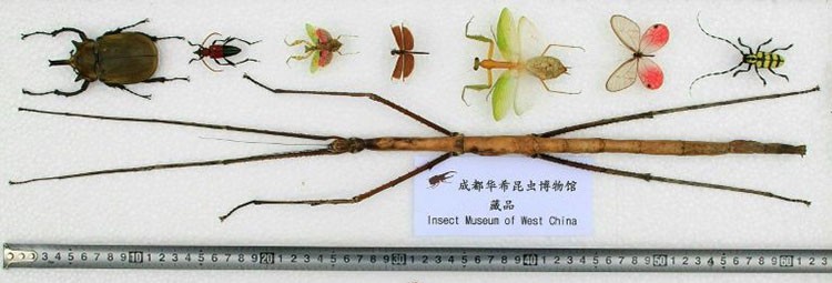 A stick insect, pictured with other smaller ones at the Insect Museum of West China in Chengdu, southwest China's Sichuan province, was photographed on June 28, 2015, and released to AFP on May 6, 2016. Photo: AFP