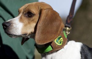 photo: canine scent detection