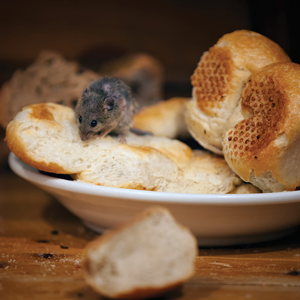 PHOTO: ISTOCK.COM/DIETERMEYRL